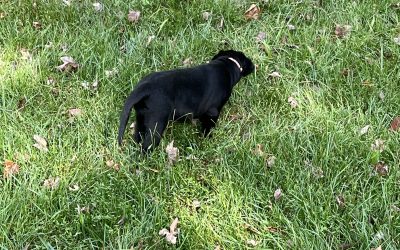 When your puppy shows you dead reptiles, snakes and (live) vultures oh my